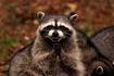 :evil-plotting-raccoon: